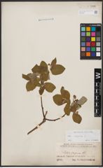 Foto von Salix caprea L.